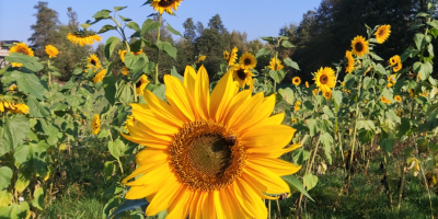 Venderé flor cortada de girasol, diferentes tamaños posibles a