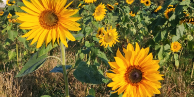 Venderé flor cortada de girasol, diferentes tamaños posibles a