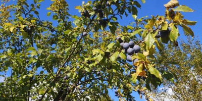 ¡Hola! Vendo ciruelas de las siguientes variedades: tul, eneldo