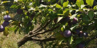 ¡Hola! Vendo ciruelas de las siguientes variedades: tul, eneldo