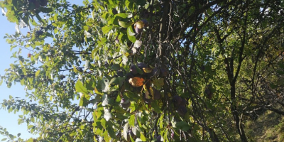 ¡Hola! Vendo ciruelas de las siguientes variedades: tul, eneldo