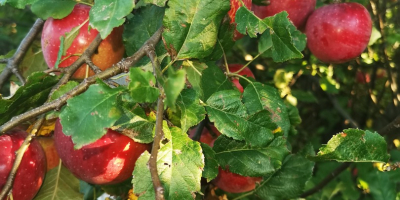 La variedad es Florina, no bozal. Las manzanas son