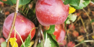 La variedad es Florina, no bozal. Las manzanas son