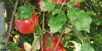 La variedad es Florina, no bozal. Las manzanas son