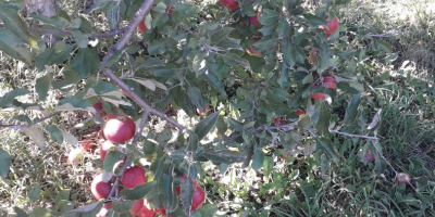 Vendemos grandes cantidades de manzanas rumanas: Ionatan, Florina, Idared