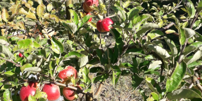 Vendemos grandes cantidades de manzanas rumanas: Ionatan, Florina, Idared