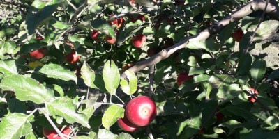 Vendemos grandes cantidades de manzanas rumanas: Ionatan, Florina, Idared