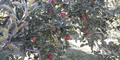 Vendemos grandes cantidades de manzanas rumanas: Ionatan, Florina, Idared