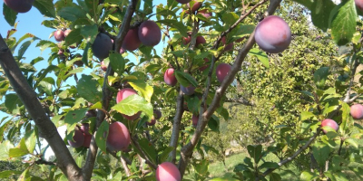 Venta de brandy de ciruela, ¡la alta calidad da