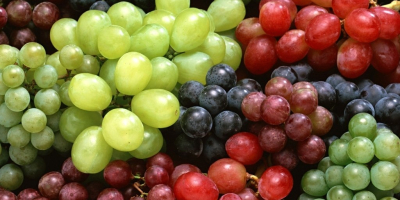 Vendo uvas blancas y negras para vino, comuna de