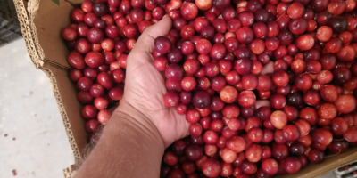 Venderé arándanos de frutos grandes.