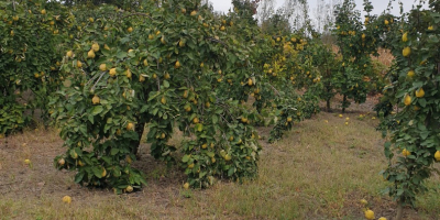 Más de 1000 kg de membrillo, aromático, natural, sin