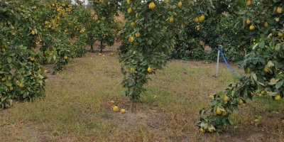 Más de 1000 kg de membrillo, aromático, natural, sin