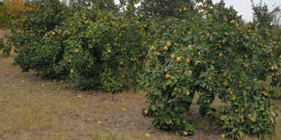 Más de 1000 kg de membrillo, aromático, natural, sin