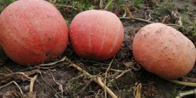 Hola, vendo calabazas hokkaido, bambino gomez y moscatel