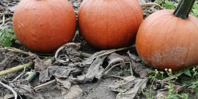 Hola, vendo calabazas hokkaido, bambino gomez y moscatel