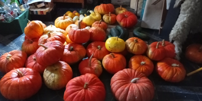 Venderé una calabaza de mi propia granja durante el