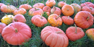 Venderé una calabaza de mi propia granja durante el