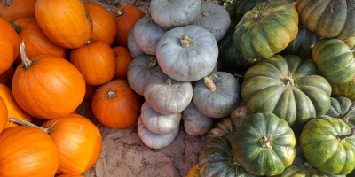 Venta de calabazas - varias variedades. Calabazas como Halloween,