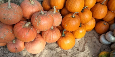 Venta de calabazas - varias variedades. Calabazas como Halloween,