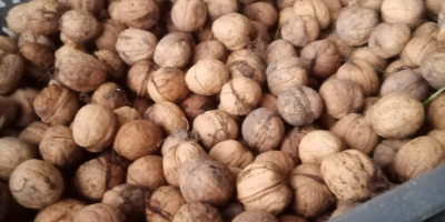 Aproximadamente 350 kg de nuez a la venta