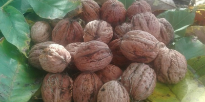 Las nueces de este año son grandes de su