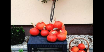 Tengo calabazas de Hokkaido sin fertilizantes artificiales ni productos