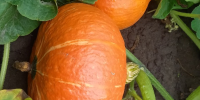 Compre empaques de calabazas de hokkaido en el lado