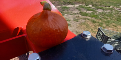 Compre empaques de calabazas de hokkaido en el lado