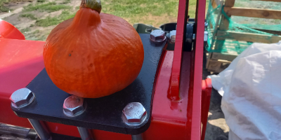 Compre empaques de calabazas de hokkaido en el lado