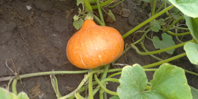 Compre empaques de calabazas de hokkaido en el lado