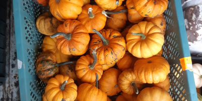 Calabaza babyboo blanca y naranja.