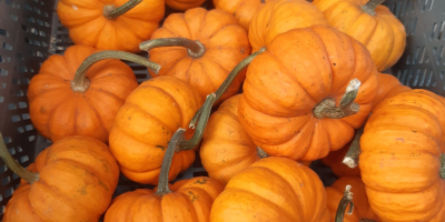 Calabaza babyboo blanca y naranja.