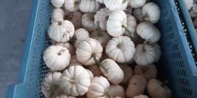 Calabaza babyboo blanca y naranja.