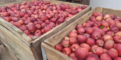 Manzanas Idared y otras variedades. STARKRIMSON, DORADO, GÉNEROS,