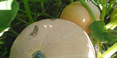 Calabaza Otylia peso 6-20 kg bonita pulpa gruesa deshierbe