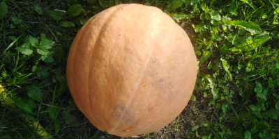 Calabaza Otylia peso 6-20 kg bonita pulpa gruesa deshierbe