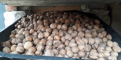Venderé nueces a 2,50 PLN el kg