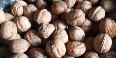 Venderé nueces precio 2,50 PLN por 1 kg muj