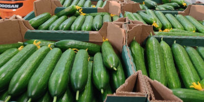 Venderé pepinos de invernadero de Bielorrusia, lisos, largos. Solo