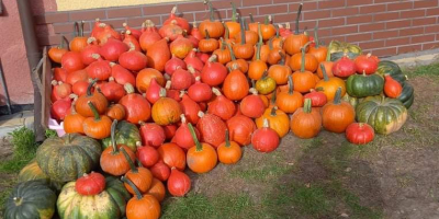 Calabaza gomez hokkaido muskat