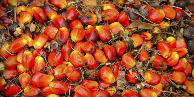 aceite de palma para cocinar, biodiesel y otros usos