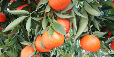 Laverida venderá clementinas españolas. Fruta directamente de la plantación.