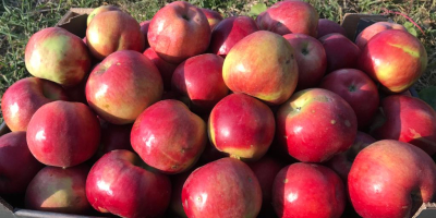 Vendo manzanas en grandes cantidades para consumo o jugo.