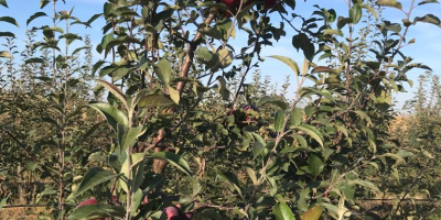 Vendo manzanas en grandes cantidades para consumo o jugo.