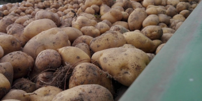 Buen día. Venderé patatas comestibles de mi propia finca,