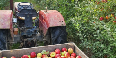 Vendo grandes cantidades de manzanas, de todo tipo, de