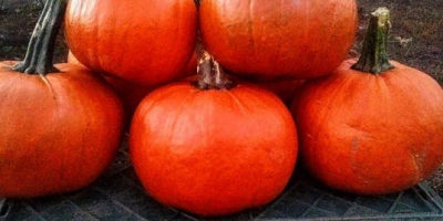 Venderé calabazas Gomez, peso de 1 kg a 5