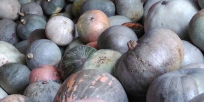 Calabaza sin químicos, ayuda al campesino trabajador .... gracias