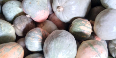 Calabaza sin químicos, ayuda al campesino trabajador .... gracias